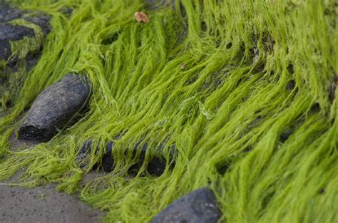 algae in tagalog|ALGAE .